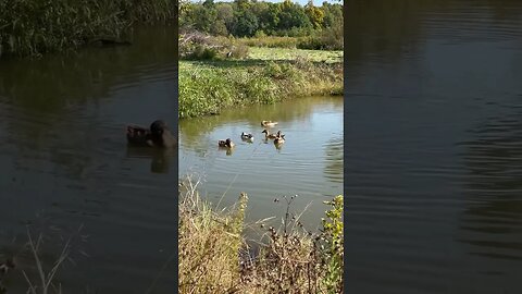 Ducks #homestead #homesteading #farm #duck #homesteadlife #farmlife