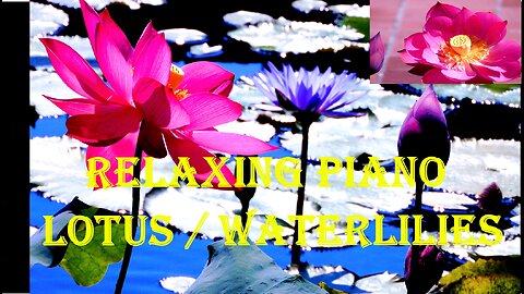 The beauty of Lotus and Waterlilies - Sunny Days (Relaxing Piano) 1 Hour
