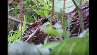 Beavers and Bunnies Along The River