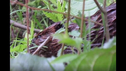 Beavers and Bunnies Along The River