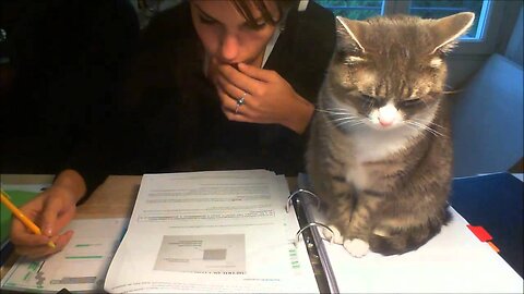 Trying to study with a cat