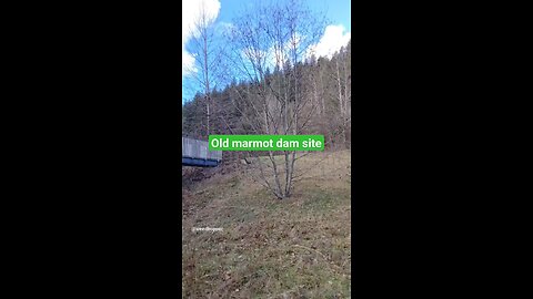 Old marmot dam site