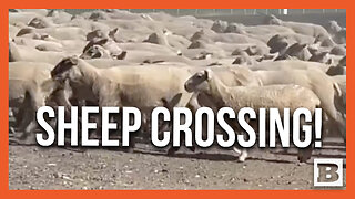 MASSIVE Herd of Sheep Crosses Highway in Washington