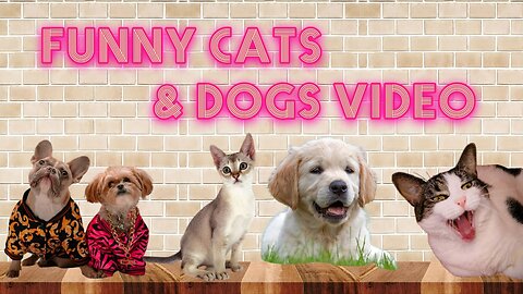 Funny animals video 2023 | Funny dogs and cats #04 | very cute animals | funny animals | cute animal