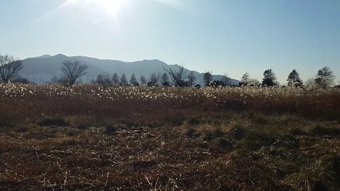 winter scenery in natural park.