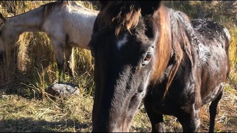 Taking rugs off the horses during the day and leaving the rugs off the old girls tonight