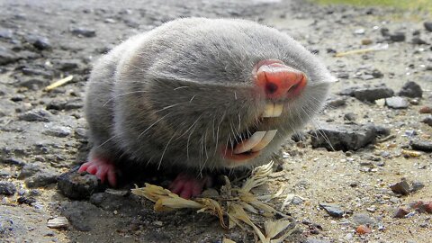 Um animal incrível (Rato Toupeira Cego)