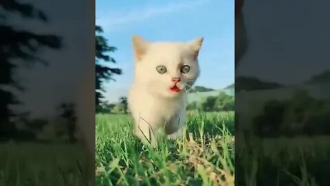 cute cat videos 😹 funny videos 😂 1200 😻#shorts