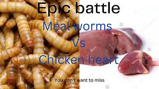 Epic: Mealworms vs chicken heart in time lapse