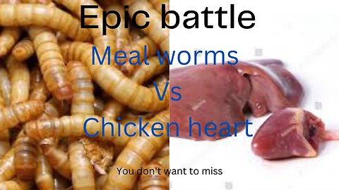 Epic: Mealworms vs chicken heart in time lapse