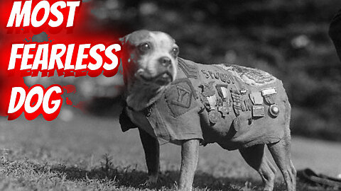 Meet Stubby The most Decorated War dog!