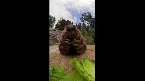 Beaver Indulges In 'Self-Care Day' At The San Diego Zoo