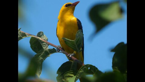 Golden Oriole