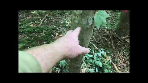 Introduction to Forest Mulching for Trail System and Management Access