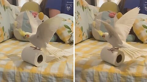 Birdie Mishap With Toilet Paper Roll Takes A Tumble