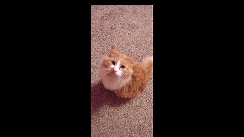 Adorable Cat Talks