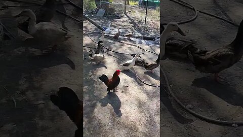 Good Morning Ducks and Gregory the Rooster #ducks #chickens #roosters