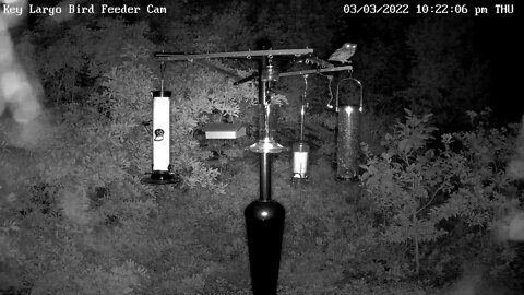 Screech Owls on top of feeding station