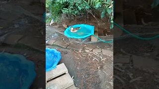 Some mixed breed ducks. An older video I found August 2019