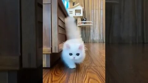 cute cat videos 😹 funny videos 😂 910 😻#shorts #shortsfunny #cutecat #catvideos #cats #catscare #cat