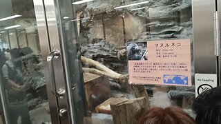 Pallas' Cat at Ueno Zoo