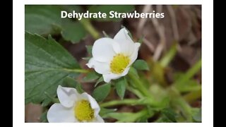 Dehydrating Strawberries