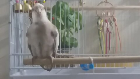 Dudoo, the singing cockatiel