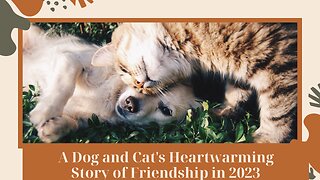 A Dog and Cat's Heartwarming Story of Friendship in 2023