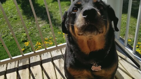 Gorgeous Rottweiler Close Up #rottweiler 😍