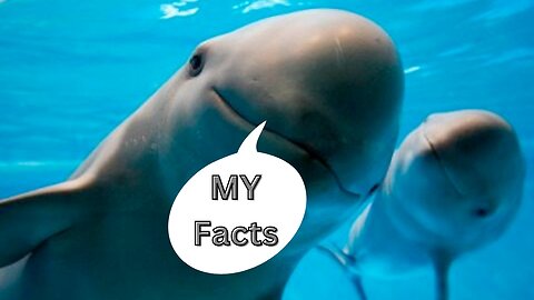 40 Amazing facts about the Vaquita | These facts are very incredible