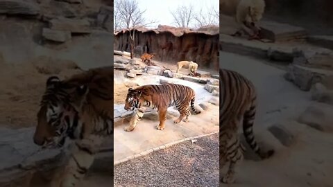 The dog chased the tiger