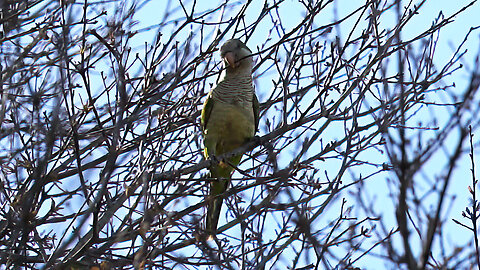 Monk Parakeet Drops a Big Stick