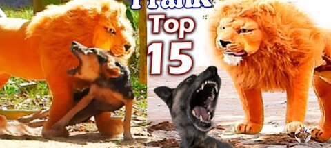 Best Prank Collection Top 15 - Fake Lion Prank Real Dog Super Funny - Try Not To Laugh Challenge