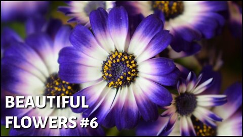 Beautiful flowers #6