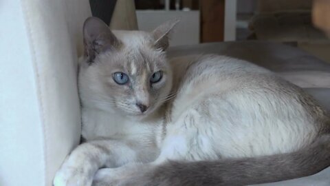 Kitty with blue eyes laying on chair