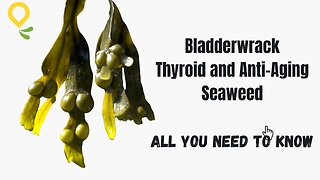 Bladderwrack - Thyroid and Anti-Aging Seaweed