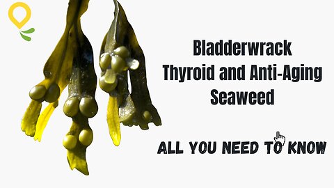 Bladderwrack - Thyroid and Anti-Aging Seaweed