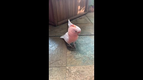 Funny bird wants to play with boys