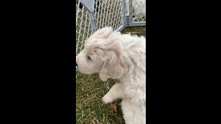 White Curly Male Pyredoodle