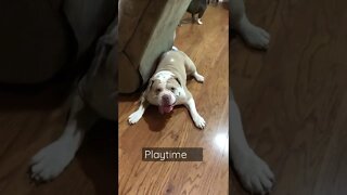 Olde English Bulldogge & Mini Schnauzer Puppies Playtime! Titan, Joseph, & Martin