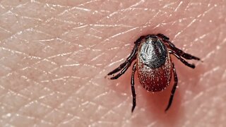 Several Western New Yorkers react to Pfizer clinical Lyme disease vaccine trial