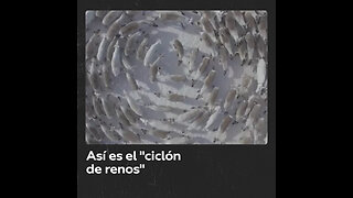 “Ciclón de renos”: la estrategia instintiva que protege a las crías frente a los depredadores