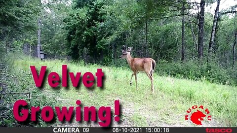 Trail Cameras Videos used for Scouting! What's on YOUR LAND?