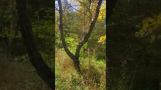 walking dog through beautiful autumn forest #outdoors #doggo #dog #nature #outdoordog