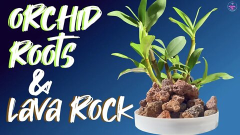 Repotting tips with Dendrobium orchid | How to work with lava rock in any set up any size orchid