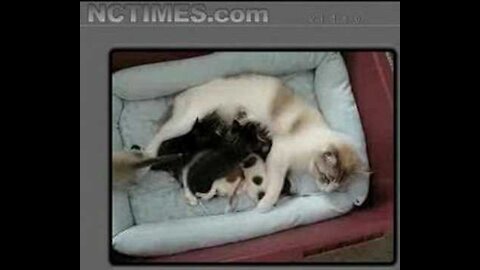 Amazing Mommy Cat Nurses Rejected New Born Chihuahua Puppies