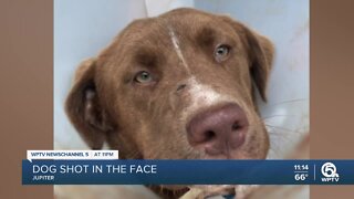 Dog shot in snout near Jupiter