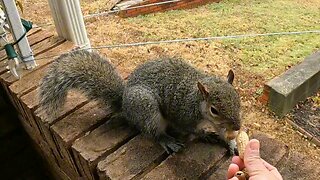 She's trying to put more peanuts in her mouth but it won't fit in🥰!