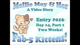 Video Diary Entry 016: Day 14, Part 1 - Two Weeks! Oops, Dropped The Phone