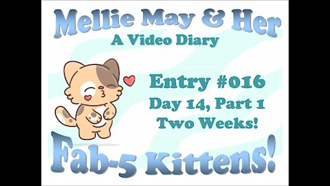 Video Diary Entry 016: Day 14, Part 1 - Two Weeks! Oops, Dropped The Phone